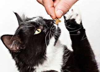 Kedi Ödülleri Hakkında Soru-Cevap