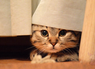 Kedilerin Mutlu Olduğu Nasıl Anlaşılır?