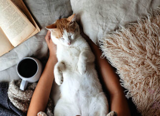 Kedim Beni Seviyor Mu?