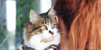 Kedi Sahiplenme Kararına Bir Adım Kala