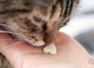 Kedi Bakım Masrafı 2025