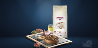 BonaCibo Kedi Maması Yorum