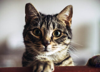 Kısırlaştırılmış Kedi Maması Çeşitleri Ve Fiyatları Nelerdir?