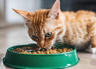 Yaş Kedi Maması Çeşitleri Ve Fiyatları Nelerdir?