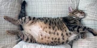 Hamile Kedi Bakımı Nasıl Yapılır?