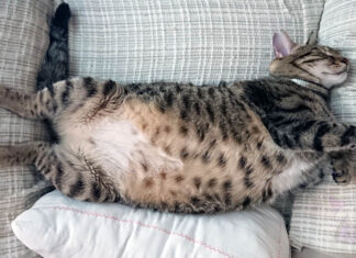 Hamile Kedi Bakımı Nasıl Yapılır?