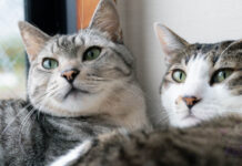 Kedilerimi Nasıl Birbirlerine Alıştırabilirim?