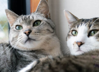 Kedilerimi Nasıl Birbirlerine Alıştırabilirim?