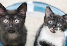 Yavru ve Yetişkin Kedi Maması Farkı: Kediniz İçin Doğru Seçimi Yapın