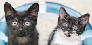 Yavru ve Yetişkin Kedi Maması Farkı: Kediniz İçin Doğru Seçimi Yapın