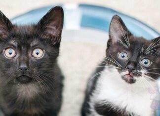 Yavru ve Yetişkin Kedi Maması Farkı: Kediniz İçin Doğru Seçimi Yapın