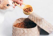 Kedi Maması Nasıl Saklanır?