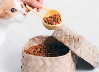 Kedi Maması Nasıl Saklanır?