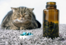 Kedilerde Diyabet: Kedilerde Diyabet Belirtileri ve Tedavi Yöntemleri